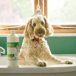 Aqueos Aqueos Anti-Bacterial Dog Shampoo -Daily Necessities Store aqueos anti bacterial dog shampoo p2925 14362 medium