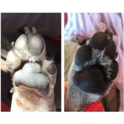 Daily Necessities Store -Daily Necessities Store natural dog company pawtector p2671 3777 medium