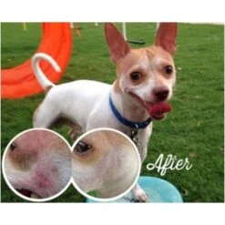 Natural Dog Company Skin Soother -Daily Necessities Store natural dog company skin soother p2674 3771 medium